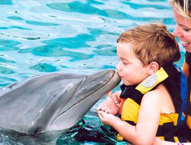Dolphin swim